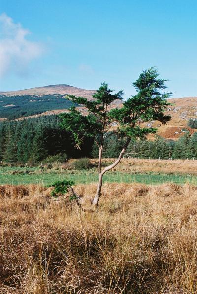 Image of a Tree
                Growing within a Ring Fort in Western Ireland